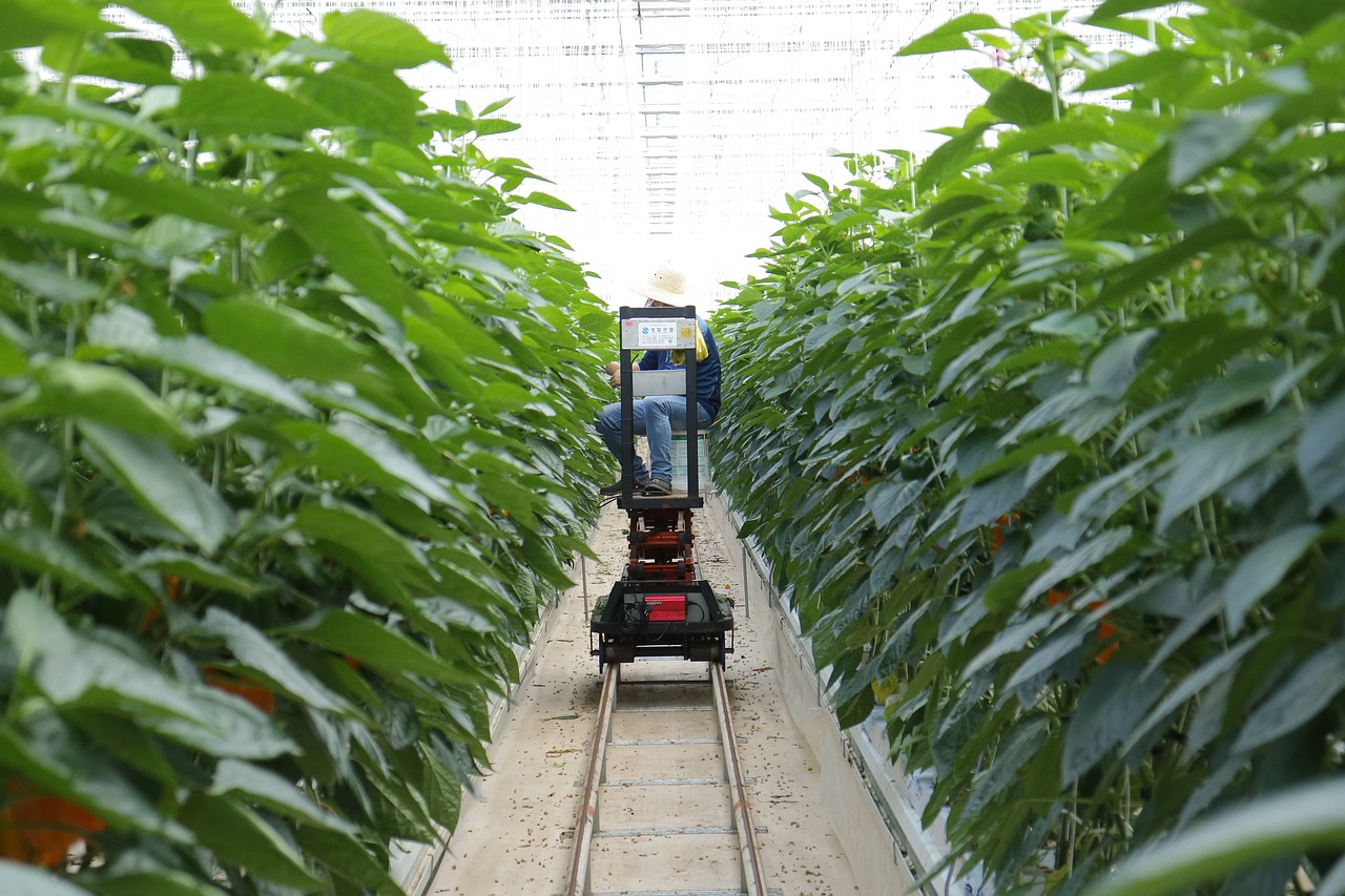 气雾培最新技术引领农业种植新纪元革新