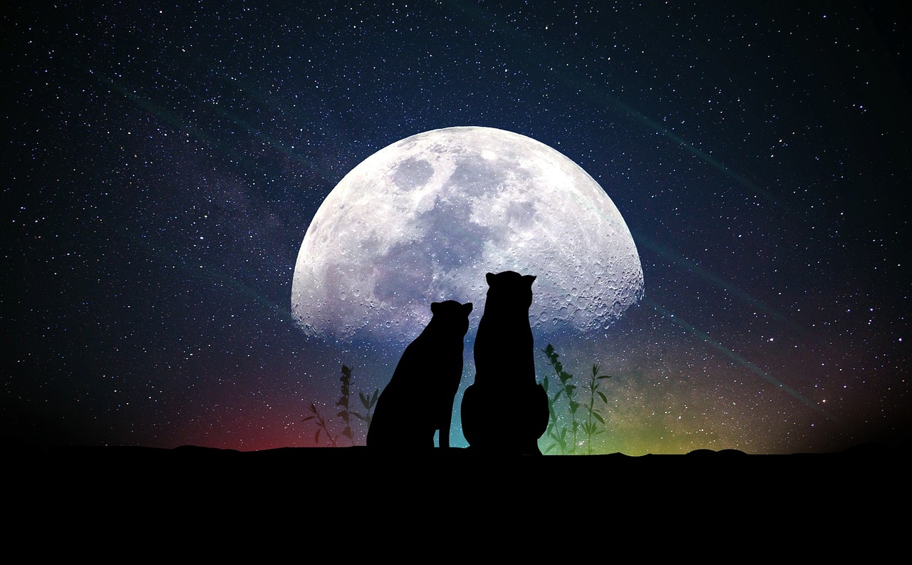 探索奇幻世界魅力，我爱西红柿最新小说全解析
