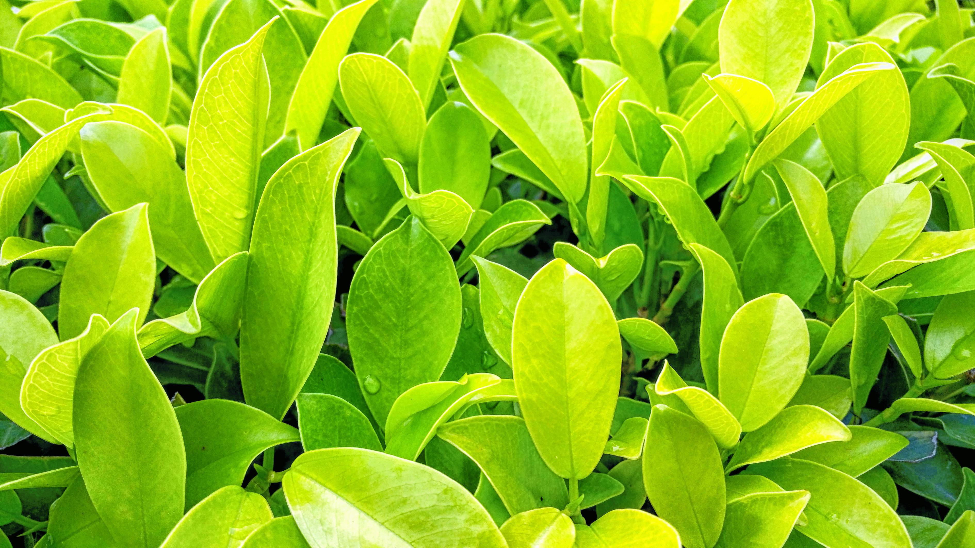 招聘室内植物养护专家，打造绿色办公环境的必备人才